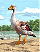 Garganornis ballmanni