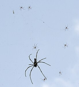 Nephila pilipes-lajin naaras (suurin) ja useita koiraita