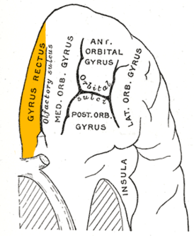 Глазничная поверхность левой лобной доли