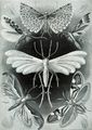 Tineida, por Ernst Haeckel, 1904.