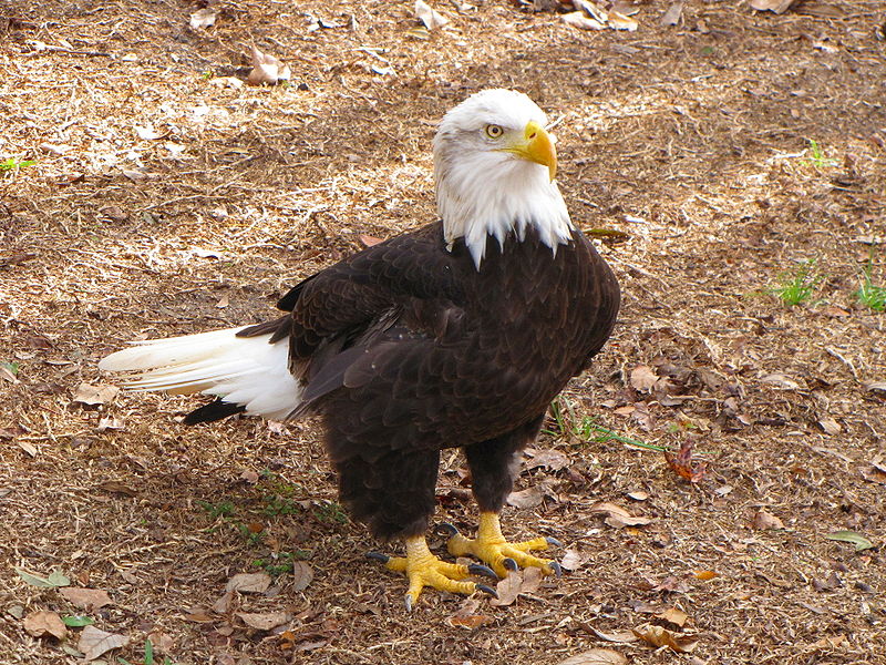 800px-Haliaeetus_leucocephalus_1.jpg