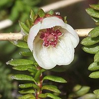 白い広鐘形の花で雄蕊は10個