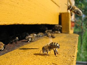 A honeybee on an apiary, cooling by flapping i...