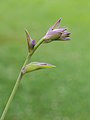 Hosta 'Grand Slam'.