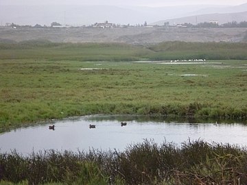 Patos colorados y Garzas grandes en el Humedal.