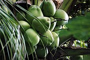 Cocos nucifera, kokospalm.