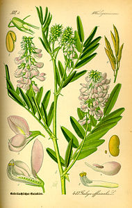 http://upload.wikimedia.org/wikipedia/commons/thumb/c/c5/Illustration_Galega_officinalis0.jpg/190px-Illustration_Galega_officinalis0.jpg