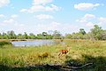 Moremi-Wildreservat mit Impalas