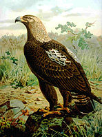 Aquila heliaca Naumann, Naturgeschichte der Vögel Mitteleuropas