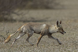 Renard du désert indien (Vulpes vulpes pusilla)