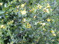 Strauch-Jasmin,Jasmin (asminum fruticans)