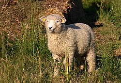 Mouton de campagne danois ou klitfår.