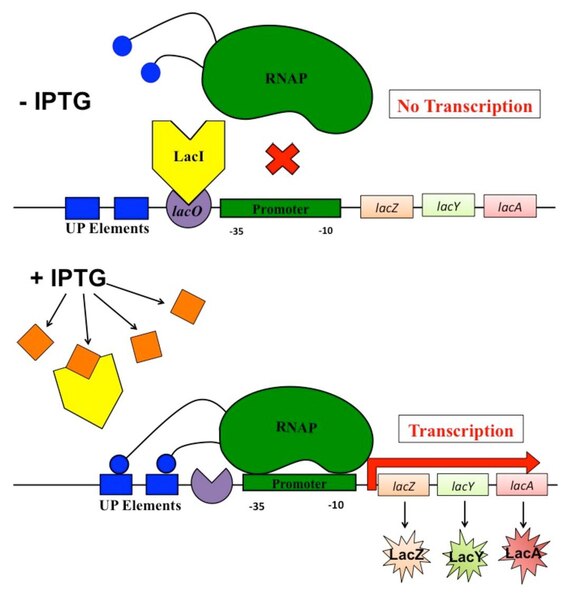 Lac Operon Picture