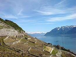 Женевское озеро из Lavaux.jpg