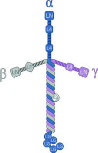 Laminin