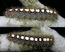 Caterpillar