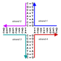 Schematic of a DNA Holliday junction