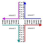 Schematic of a DNA four-arm junction