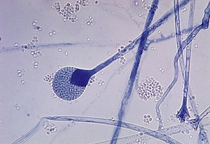 Mucoralean fungus