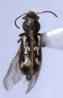 Metaxina ornata