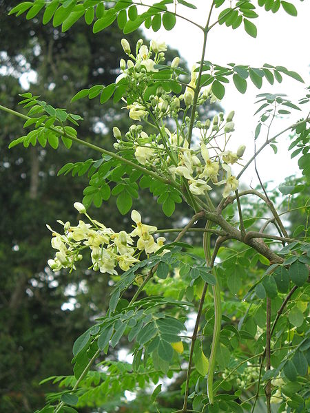 Berkas:Moringa oleifera sg.jpg