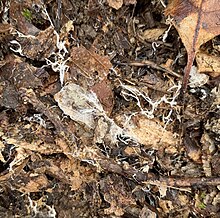 White threads of fungal mycelium are sometimes visible underneath leaf litter in a forest floor. Mycelium in forest floor.jpg