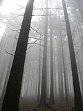 Sauerländer Wald im Nebel
