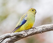 A yellow parrot with blue-tipped wings and blue marks between the eyes and the beak