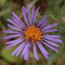 Bloem met open buisbloemen