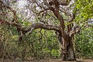 Lebombo wattle in the sand forest