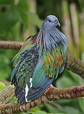 Pombo-de-nicobar (Caloenas nicobarica)