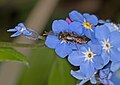 Wespenbiene, Gattung Nomada, Art vom Foto nicht bestimmbar