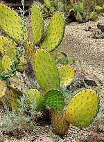 Miniatura para Opuntia oricola