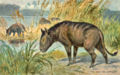 Oreodon