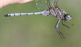 Orthetrum monardi