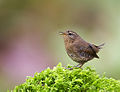 Miniatura para Troglodytes pacificus