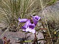 Flowers of Penstemon gentianoides