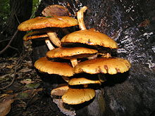 220px-Pholiota_aurivella.jpg (220×165)