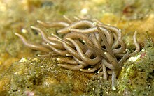 Phyllodesmium briareum 2.jpg