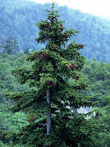 Picea jezoensis.JPG