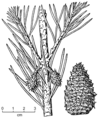 Pinus virginiana