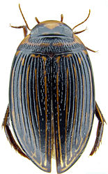 Figure 1. Platynectes ponderi. (Photo: Michael Balke)