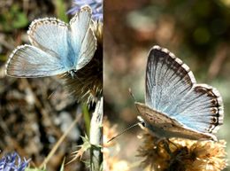 Stepinis melsvys (Polyommatus coridon)