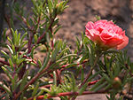 Portulaca grandiflora