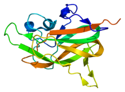 Image illustrative de l’article Neuropiline 1