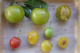 Frutas en comparación: arriba P. vachuschtii y abajo P. cerasifera