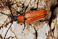 Rød blomsterbukk (Stictoleptura rubra)