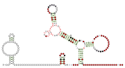 RT-2 Secondary structure taken from the Rfam database. Family RF03077