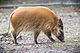 Red River Hog Smelling (22008101555).jpg