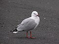 Red-billed gull